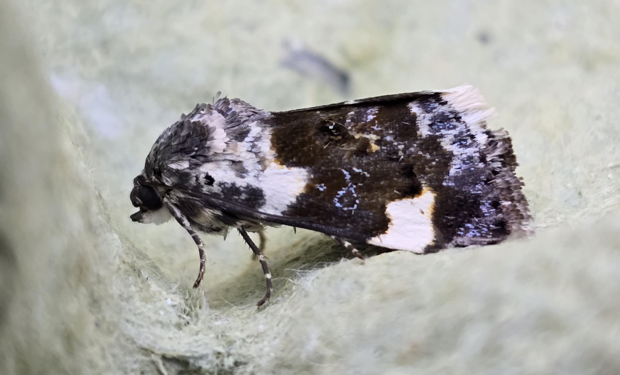 Photo of Pale Shoulder (Acontia lucida)